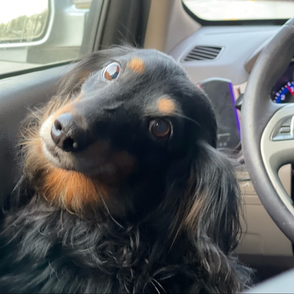 Meet your Posher, Libee - Picture 6 of 13